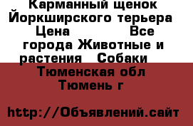 Карманный щенок Йоркширского терьера › Цена ­ 30 000 - Все города Животные и растения » Собаки   . Тюменская обл.,Тюмень г.